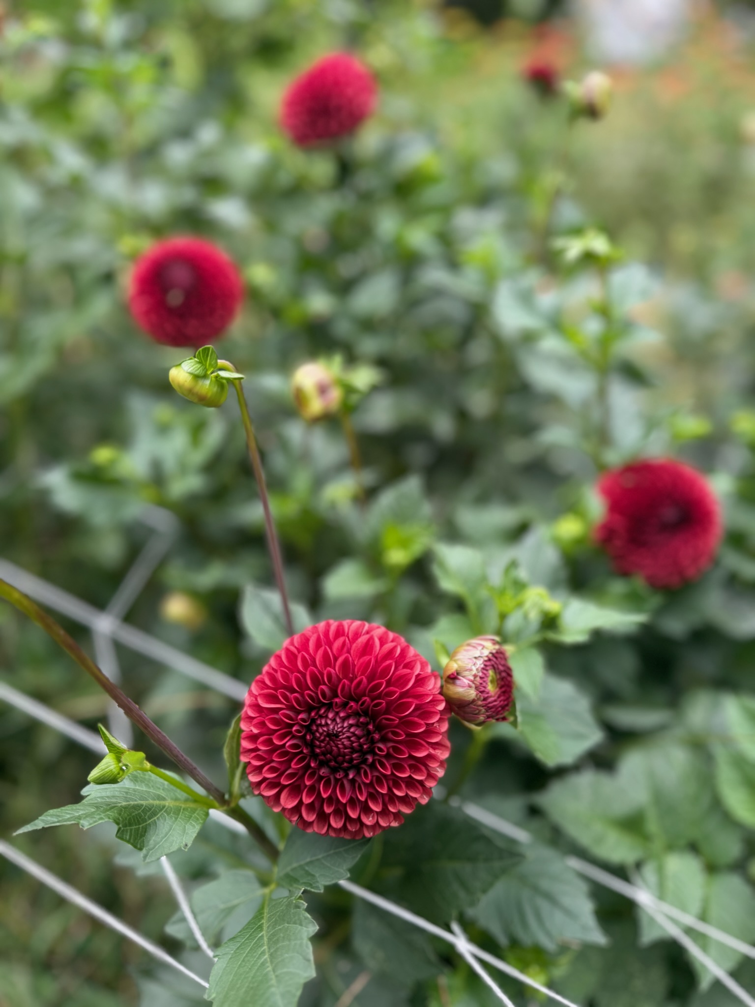 Once & Flor'al flowers