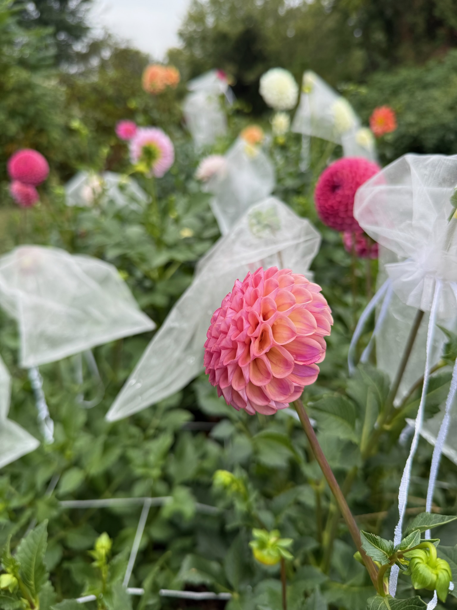 Once & Flor'al flowers