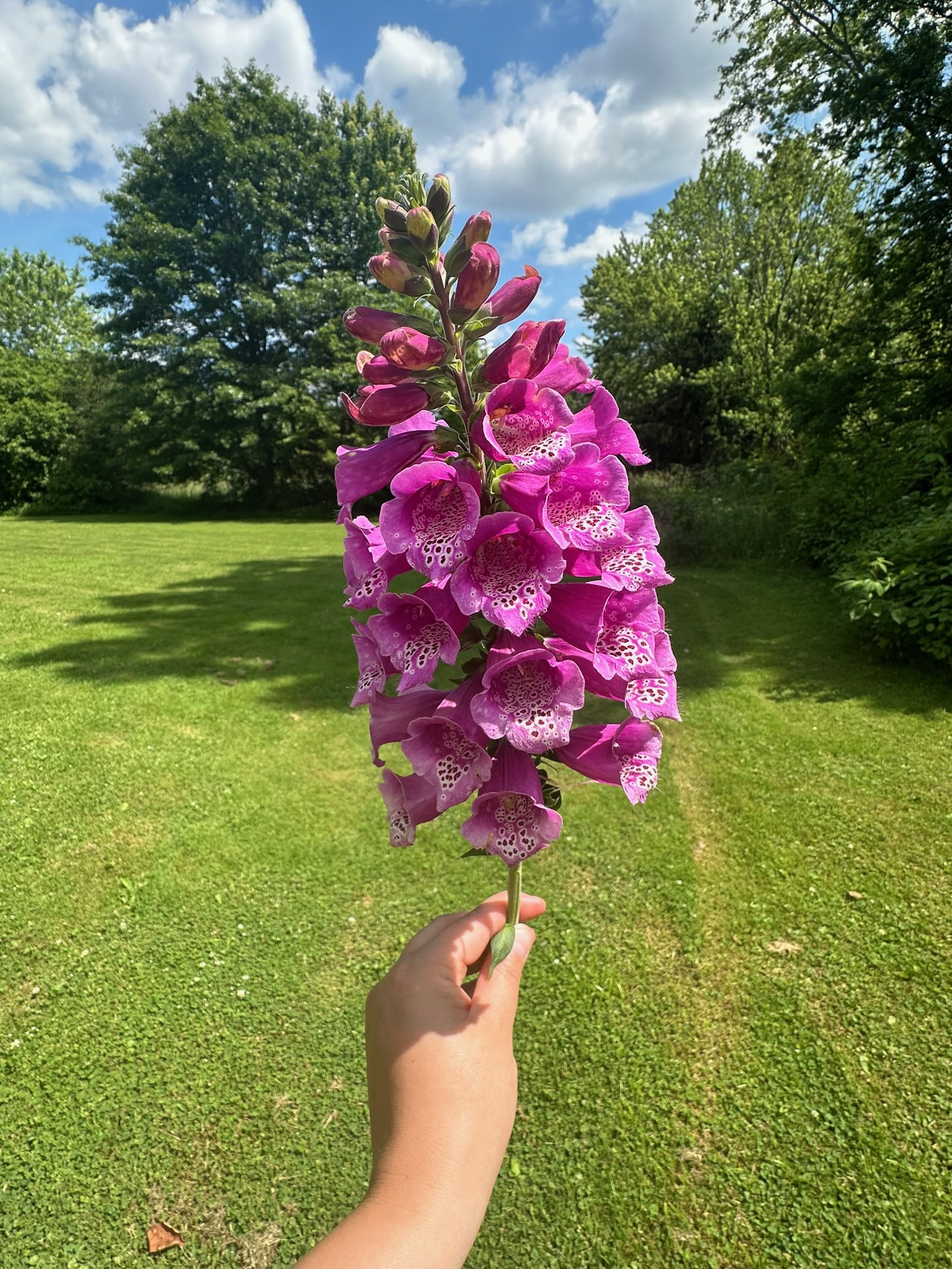 Once & Flor'al flowers