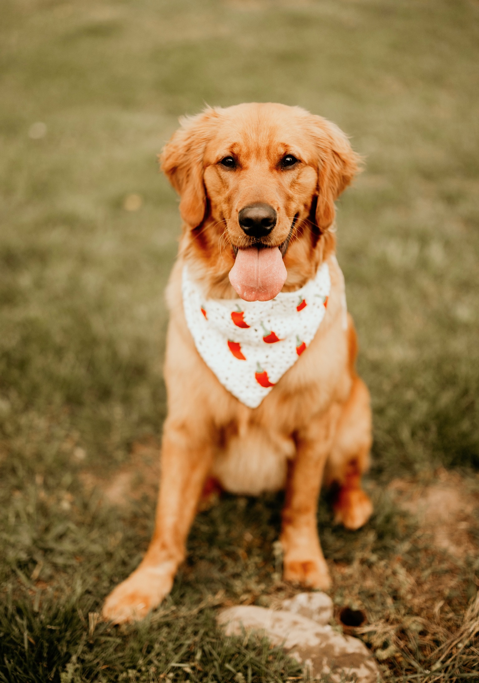 Waffles, our red Golden Retriever