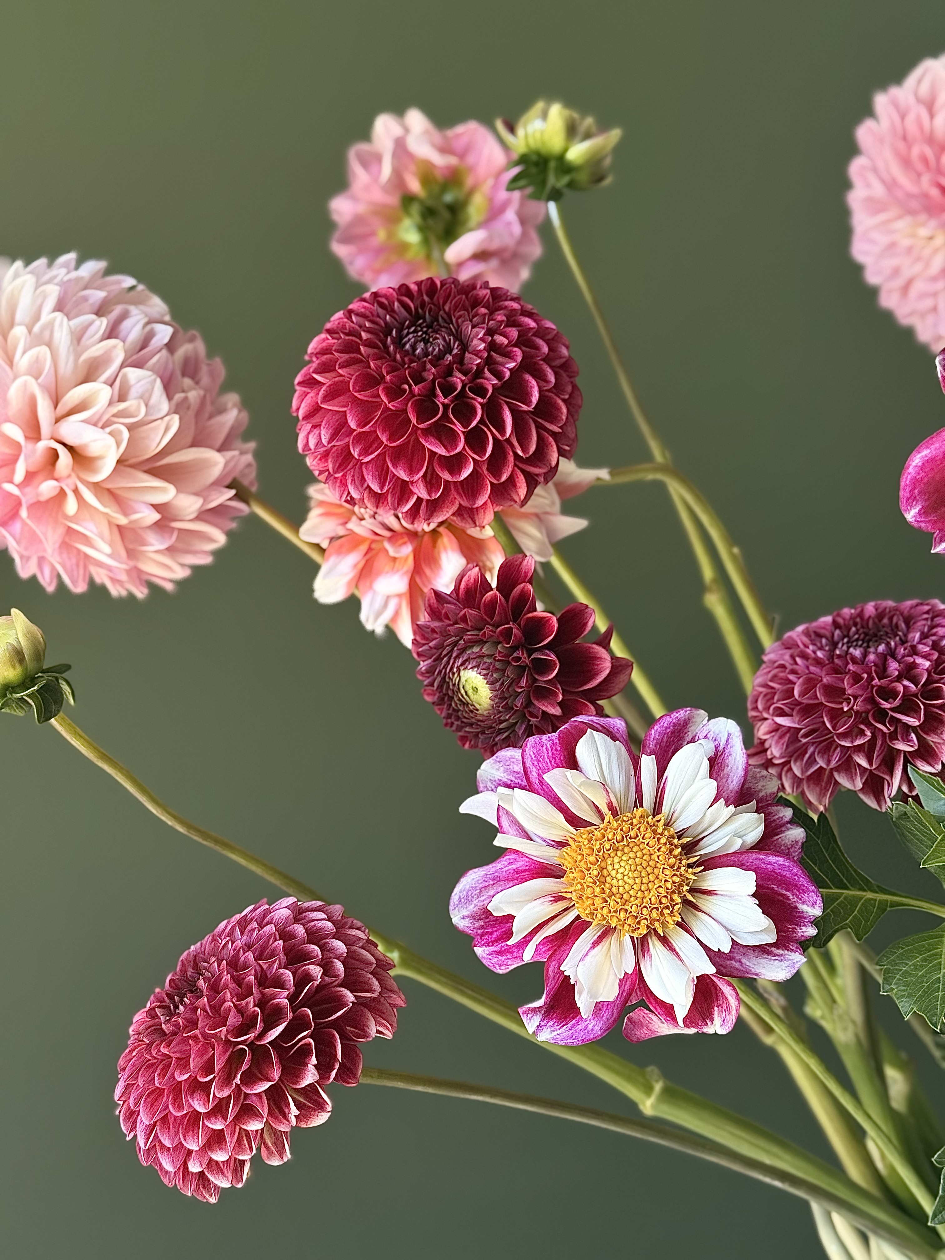 Dahlias in bloom